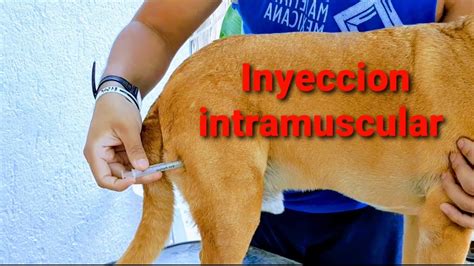 como inyectar a un perro